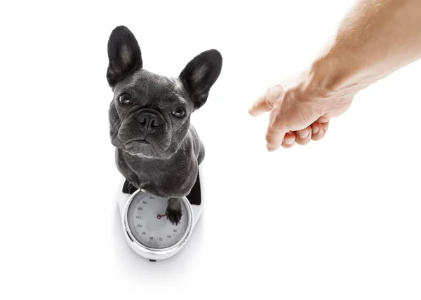 Cão em escala, com excesso de peso — Fotografia de Stock