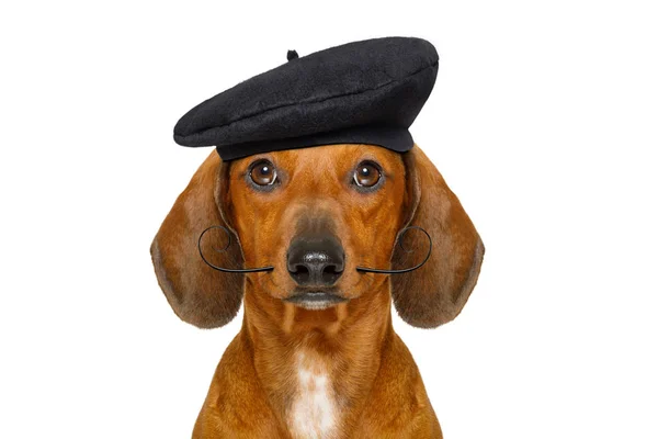 Французький ковбаса собака — стокове фото