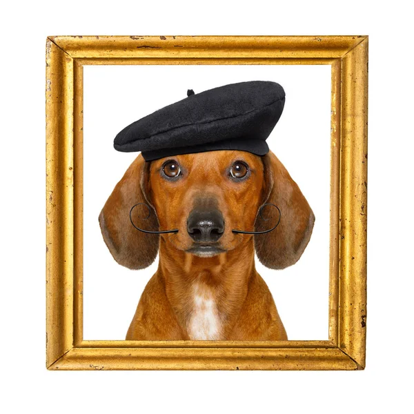 French  sausage dog — Stock Photo, Image