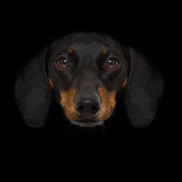 Cão isolado em preto — Fotografia de Stock