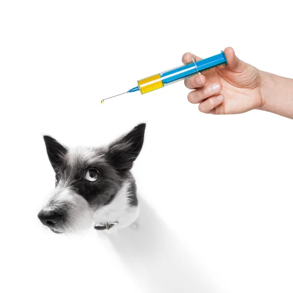 Hund och vaccin spruta — Stockfoto