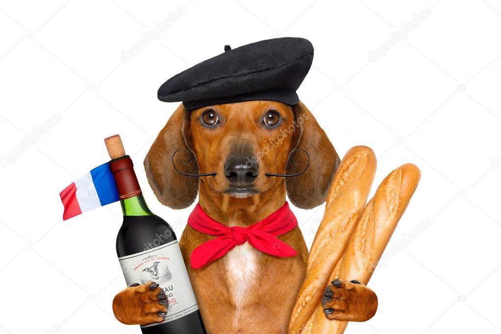 french  sausage  dog