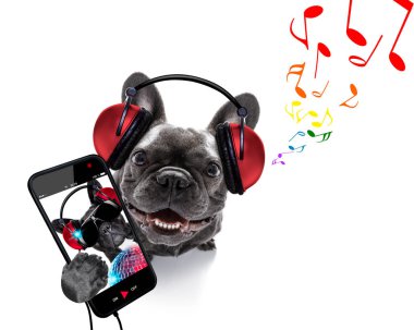 Köpek müzik dinliyor.