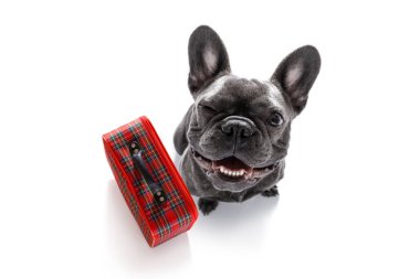 köpek Bagaj ile tatilde