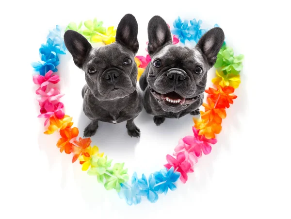 Gelukkige Valentijnskaarten honden — Stockfoto