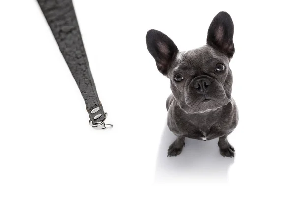 Dog  with leash waiting for a walk — Stock Photo, Image