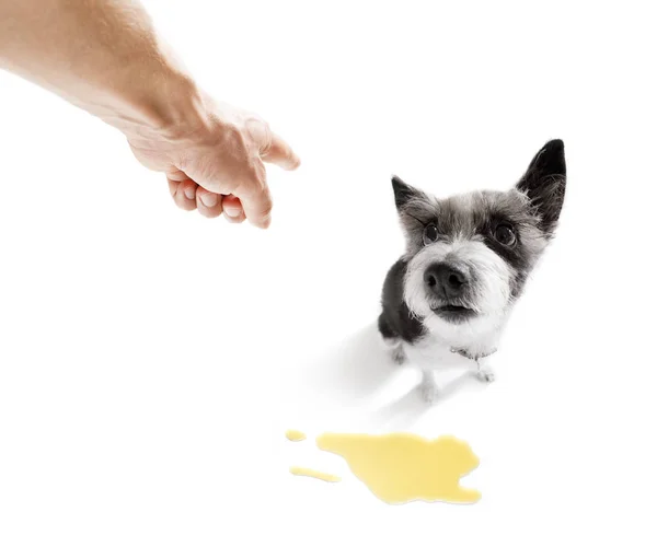 Dog pee owner at home — Stock Photo, Image