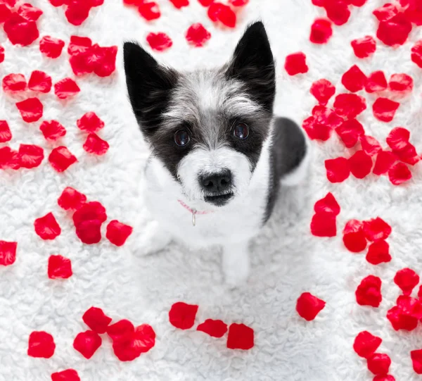 Feliz San Valentín perro — Foto de Stock