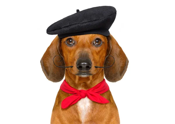 French  sausage  dog — Stock Photo, Image