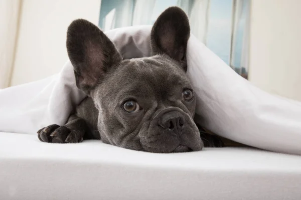 Hund ruht zu Hause auf Bett — Stockfoto