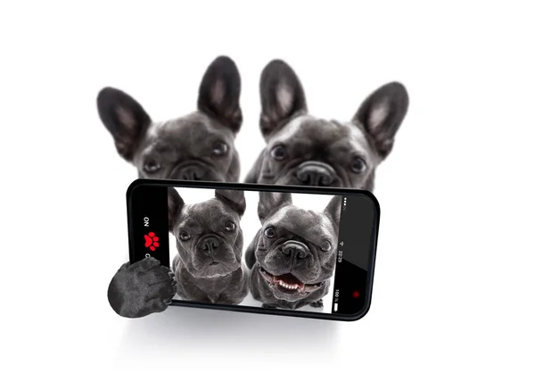 Couple of dogs selfie — Stock Photo, Image