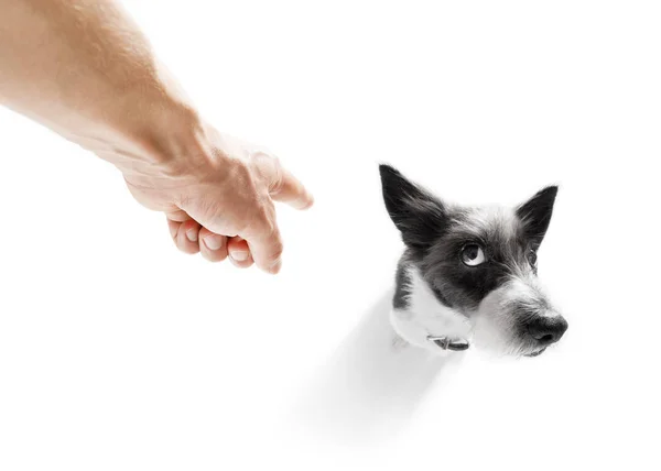 Propietario castigando a su perro —  Fotos de Stock
