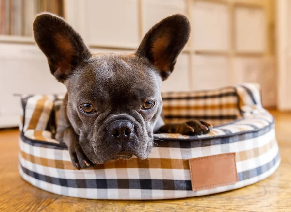 Dog resting on bed at home — Stock Photo, Image