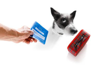 köpek tatil tatil ve Bagaj çanta