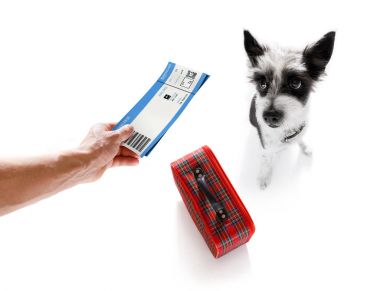 köpek tatil tatil ve Bagaj çanta