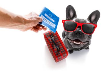 köpek tatil tatil ve Bagaj çanta