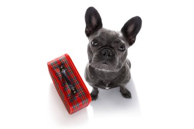 köpek Bagaj ile tatilde