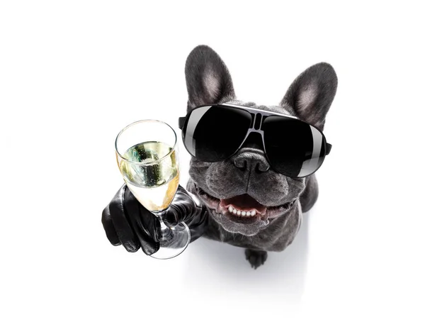 Cão bêbado beber um cocktail — Fotografia de Stock