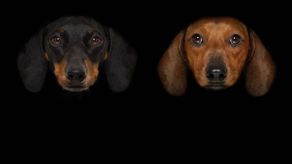 Cão isolado em preto — Fotografia de Stock