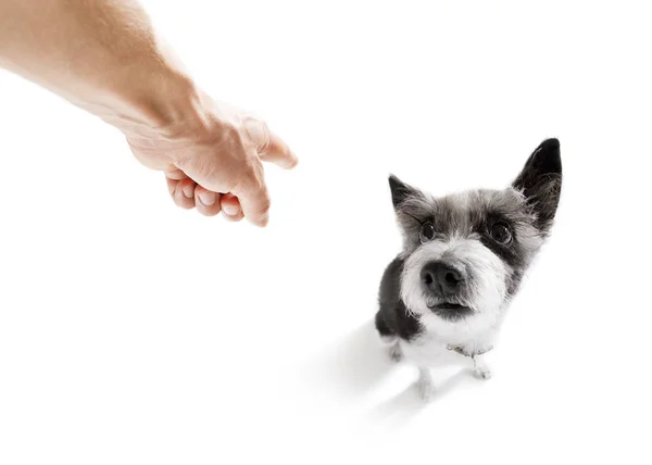 Proprietário punindo seu cão — Fotografia de Stock