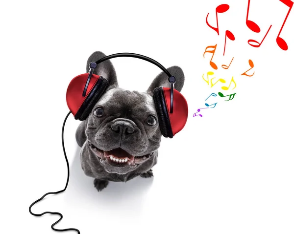 Dog listening to music — Stock Photo, Image