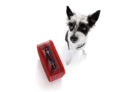 köpek tatil tatil ve Bagaj çanta