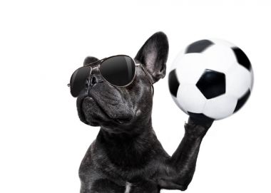 Futbol oyuncu köpek