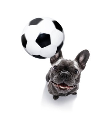Futbol oyuncu köpek