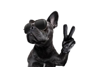 güneş gözlüğü ve barış parmak ile köpek poz