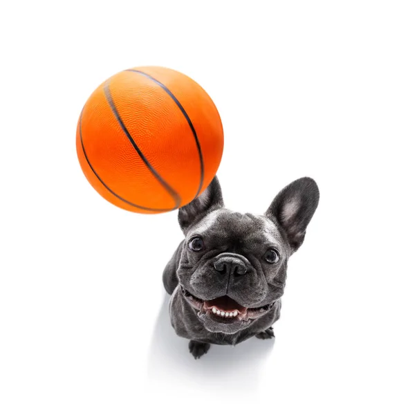 Basketball And Group Of Dogs Stock Photo By ©damedeeso 195340284