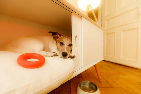 Hund ruht zu Hause auf Bett — Stockfoto