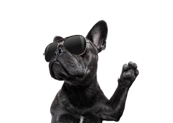 Posing dog with sunglasses high five — Stock Photo, Image