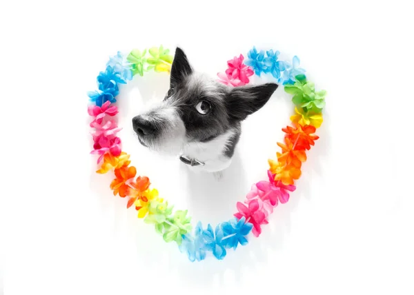 Happy valentines dog — Stock Photo, Image