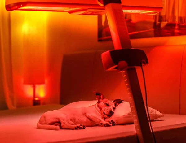 Czerwone światło terapia z udziałem psa — Zdjęcie stockowe