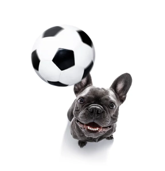 Voetbal speler hond — Stockfoto