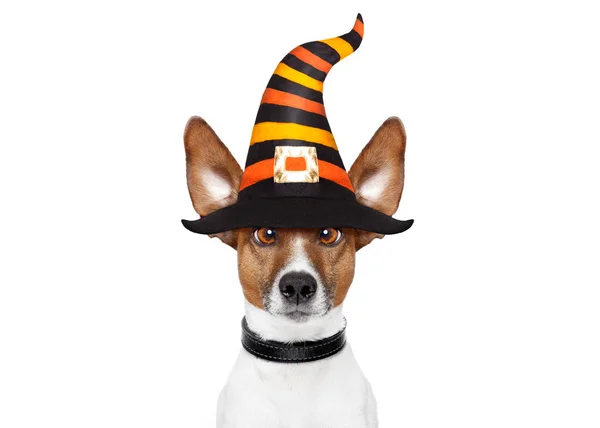 Halloween abóbora bruxa cão — Fotografia de Stock