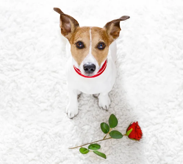 Fericit Valentine câine — Fotografie, imagine de stoc