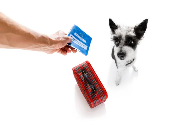 Dog on vacation  holidays and luggage bag — Stock Photo, Image