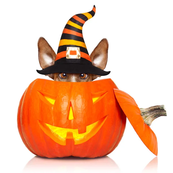 Halloween pumpkin witch dog — Stock Photo, Image