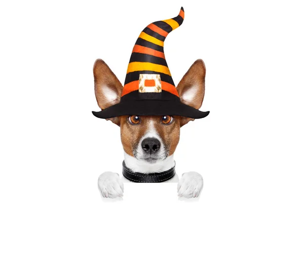 Pies czarownica dynia Halloween — Zdjęcie stockowe