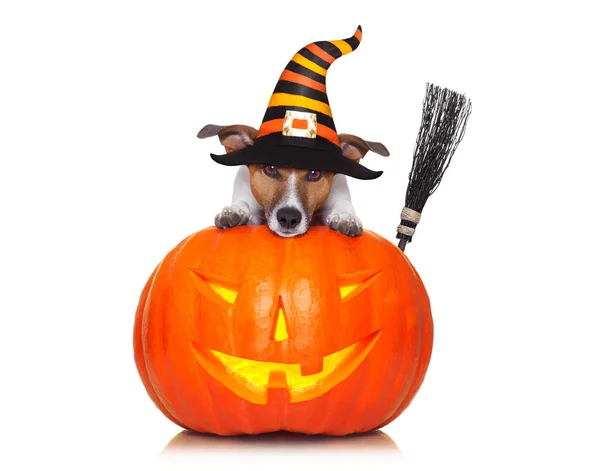 Halloween abóbora bruxa cão — Fotografia de Stock