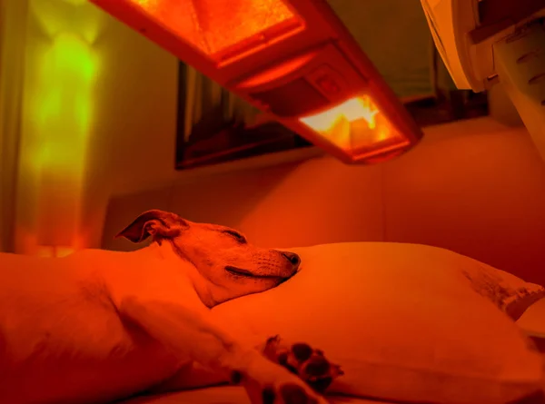 Red light therapy dog — Stock Photo, Image