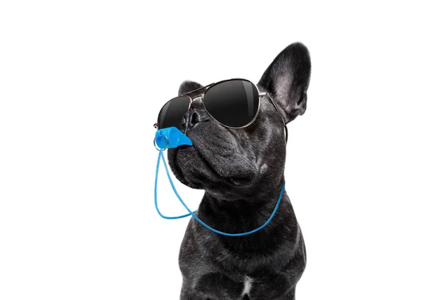 Referee dog with whistle — Stock Photo, Image