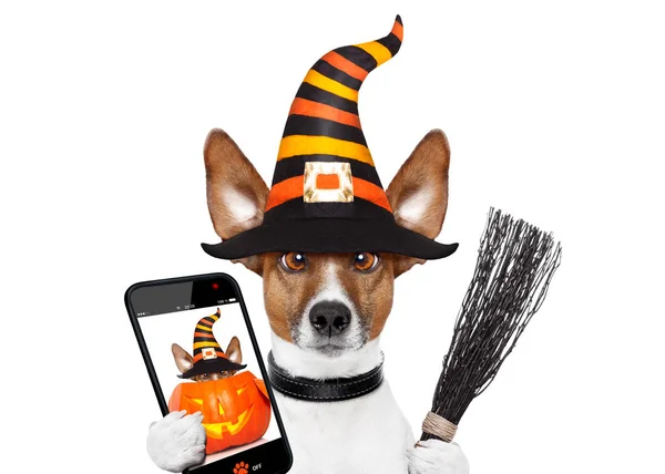 Halloween pumpkin czarownica pies selfie — Zdjęcie stockowe