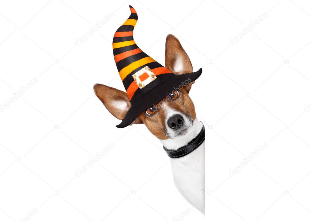 halloween pumpkin witch dog