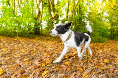 köpek çalıştıran veya sonbaharda yürüyüş