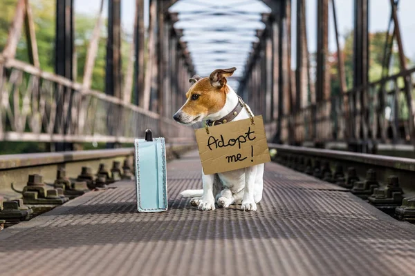 Perro abandonado perdido y sin hogar — Foto de Stock