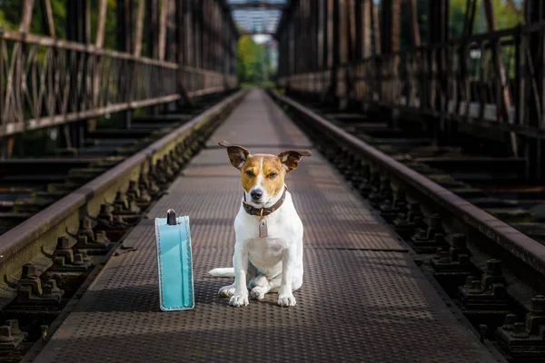 Verlorener und obdachloser verlassener Hund — Stockfoto