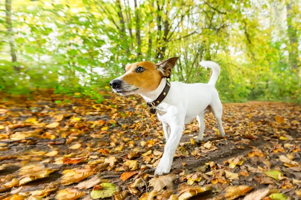 Perro corriendo o paseando en otoño —  Fotos de Stock