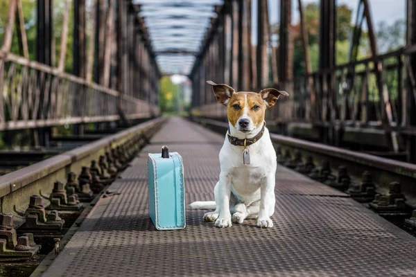 Fortabt og hjemløs forladt hund - Stock-foto